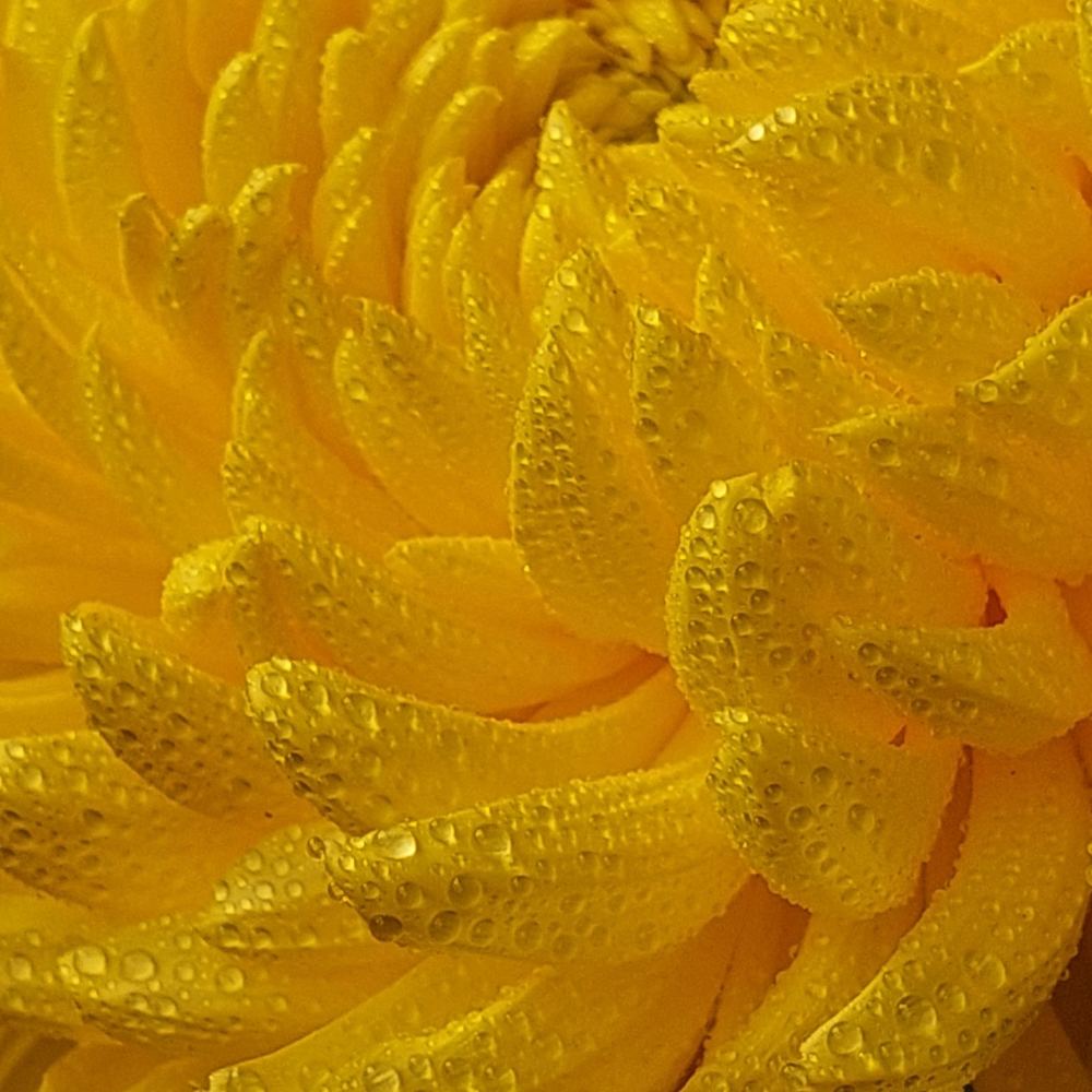 Photograph by Svitlana Usatenko