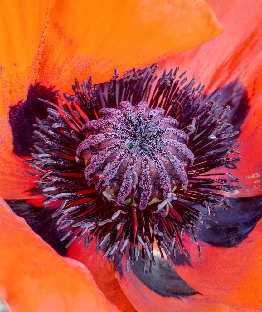 Маковая тайна