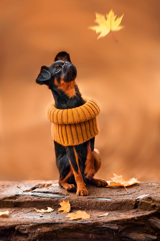 Созерцатель