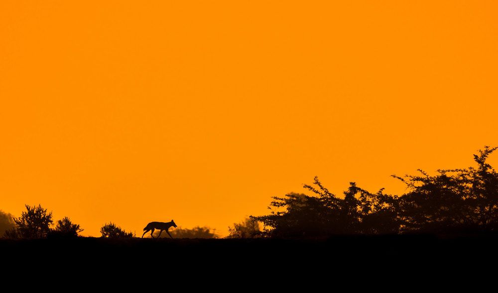 Golden Jackal in golden hour