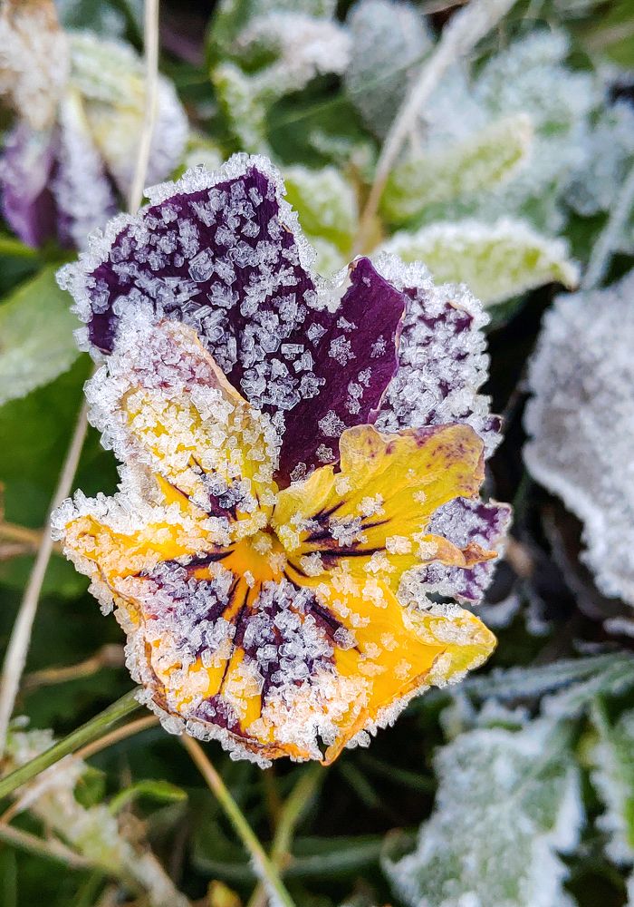 В снежном сахаре