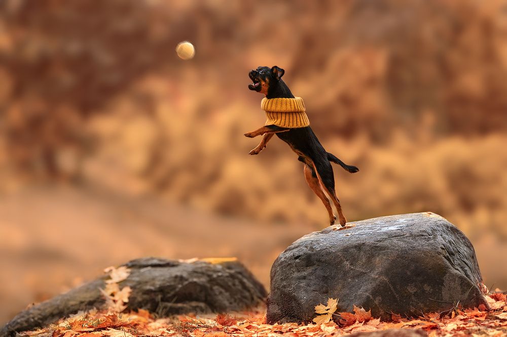 Я тоже птица :)