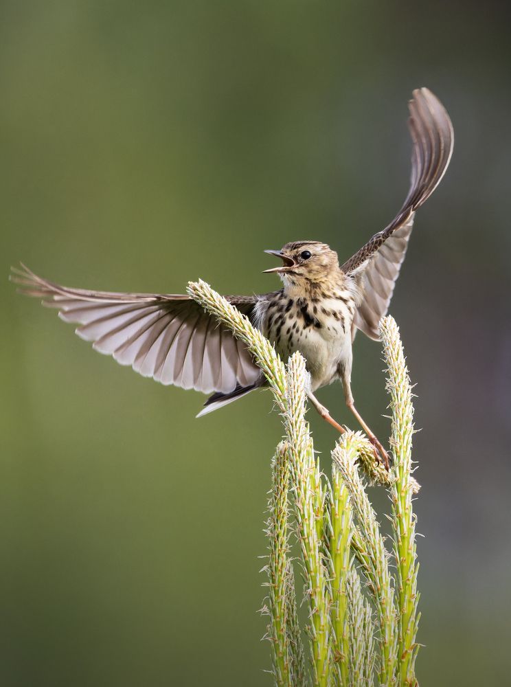 Лесной конек. (Anthus trivialis)