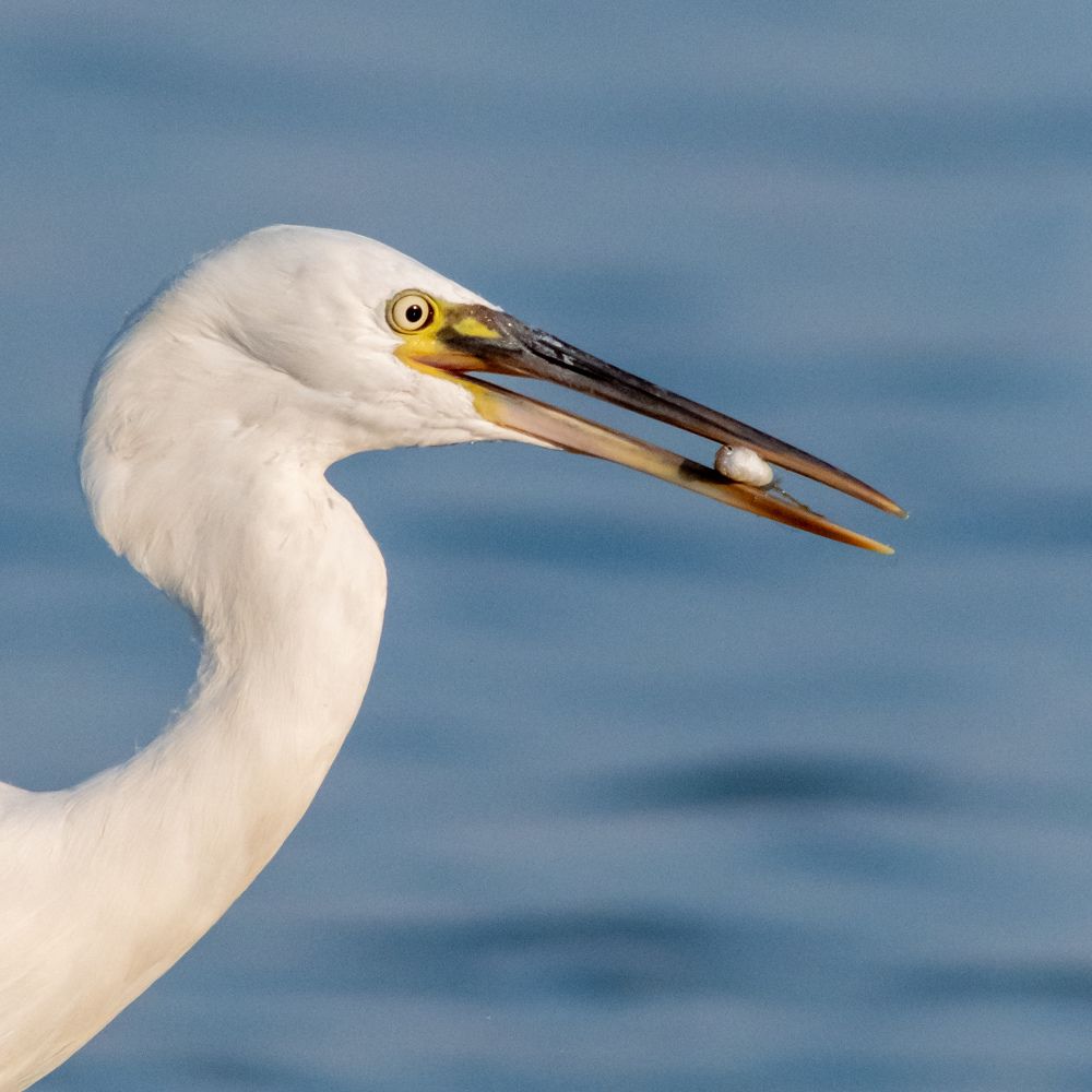 Photograph by Hervie Imus