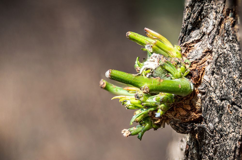 Photograph by Joaquin Zaragoza