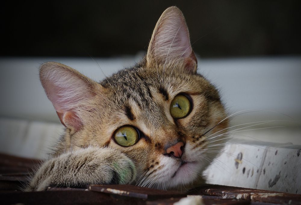 Фотография автора Сергей Гречихин