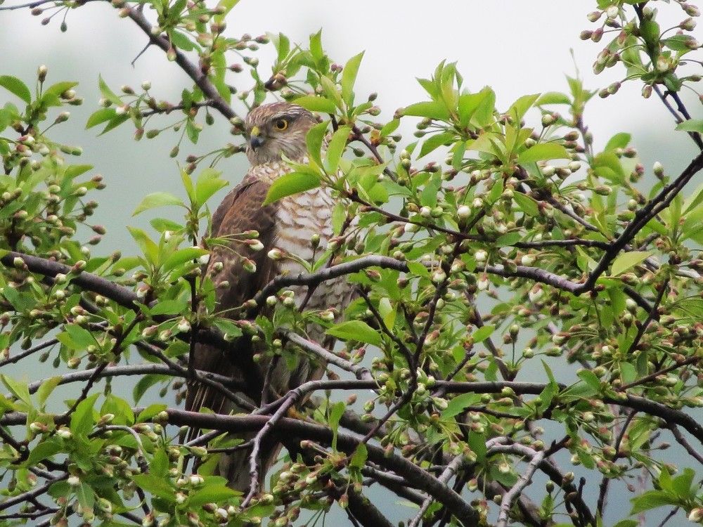 Photograph by Лариса Басова