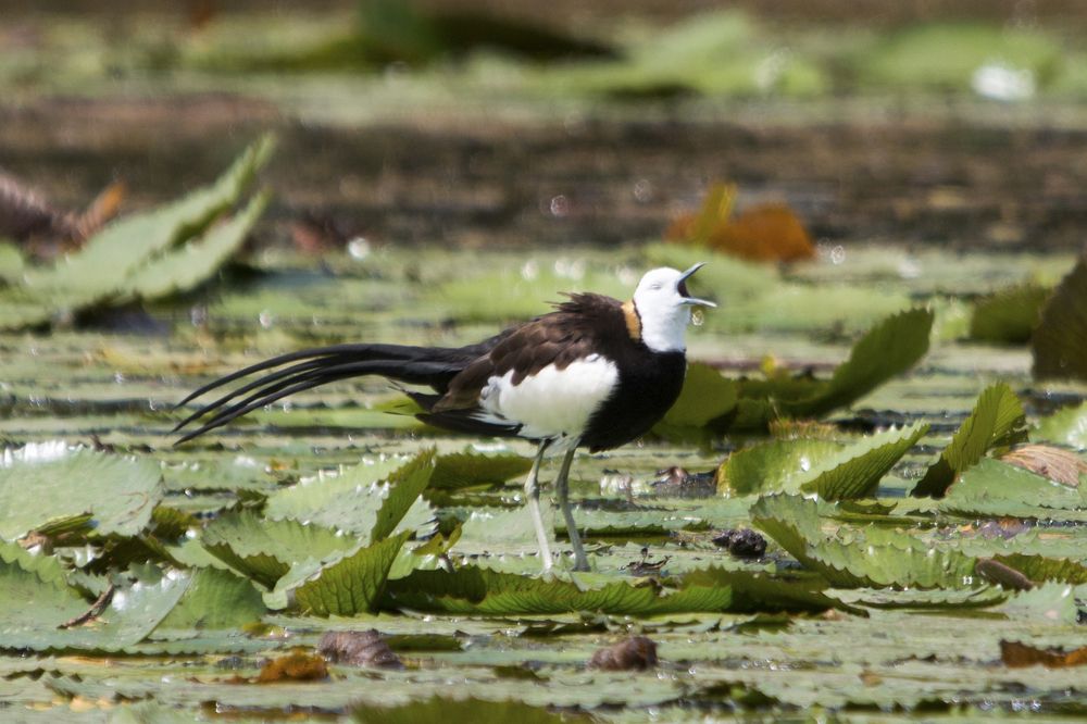 Photograph by  賴清淇