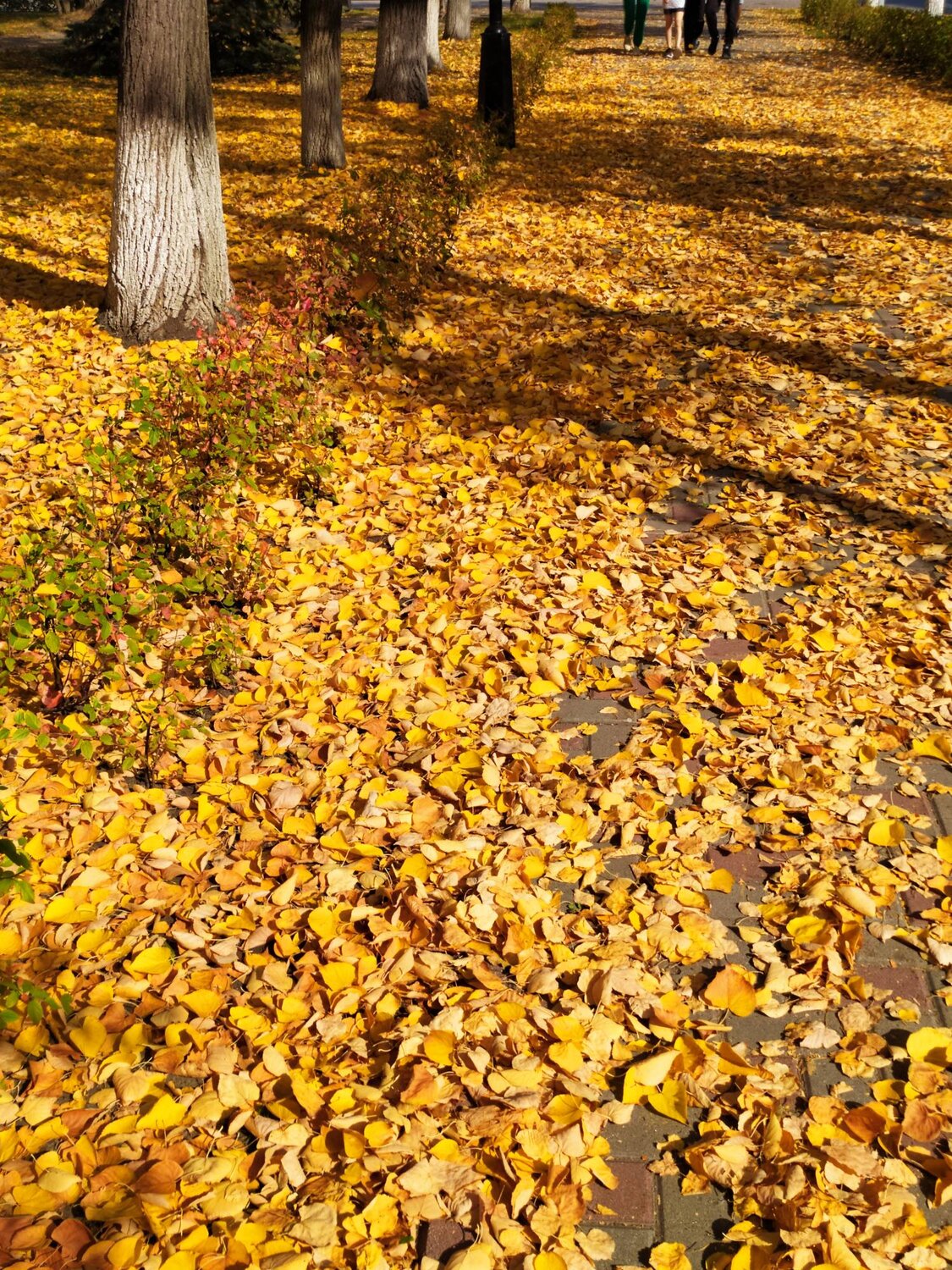 Photo #9748472