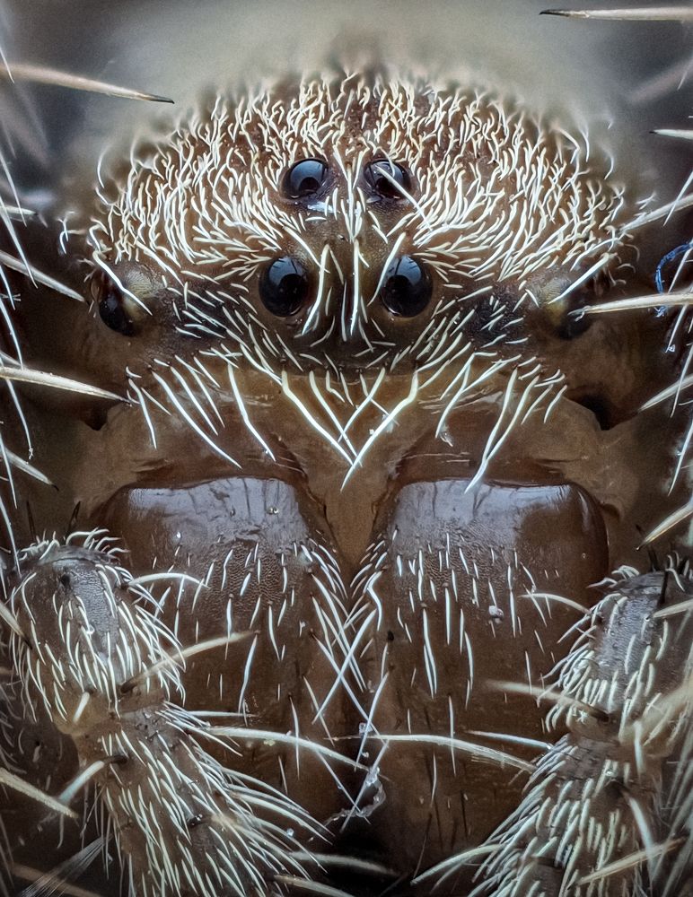 Orb weaver upclose!