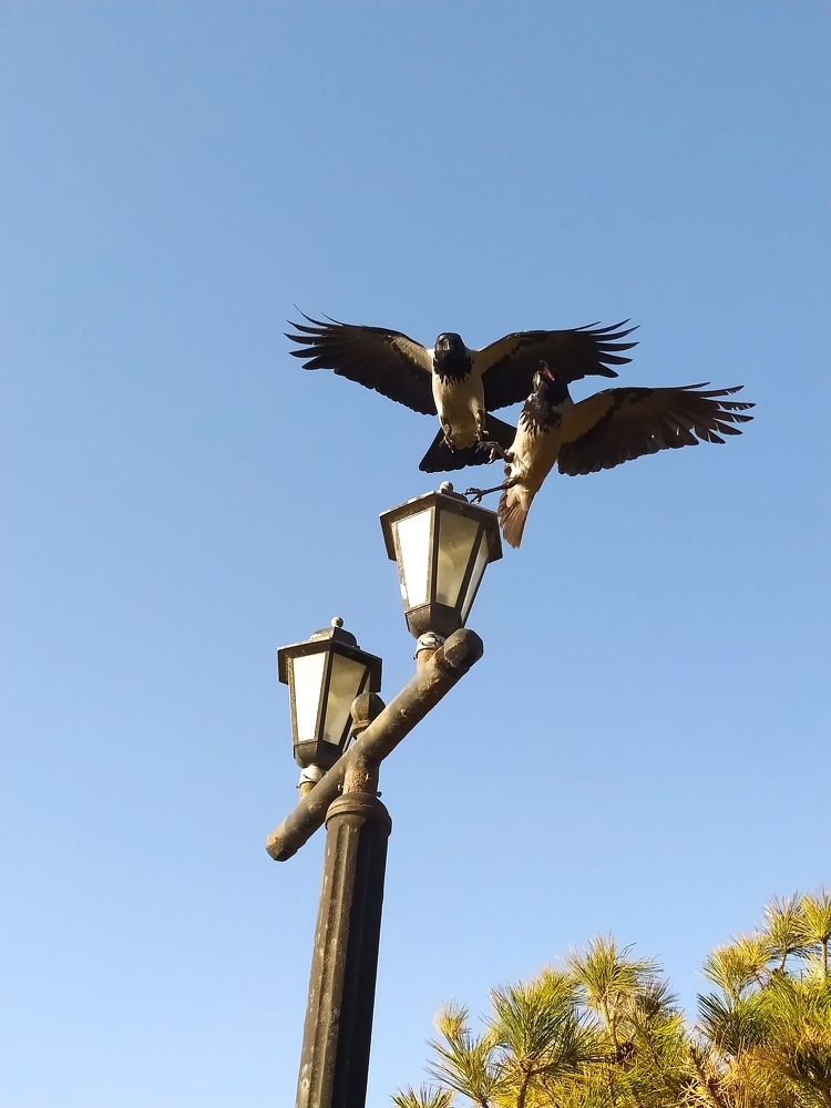 За место под солнцем