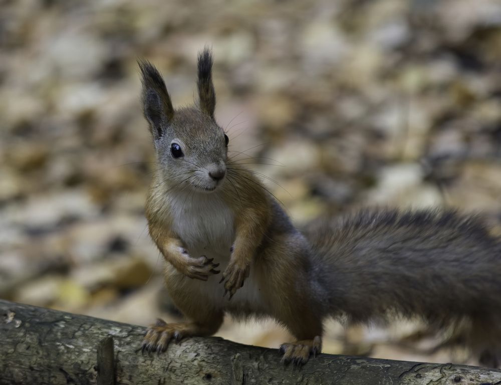 Photograph by Subway