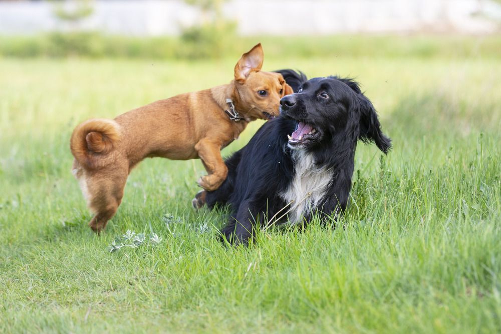 Photograph by Мария Долбич