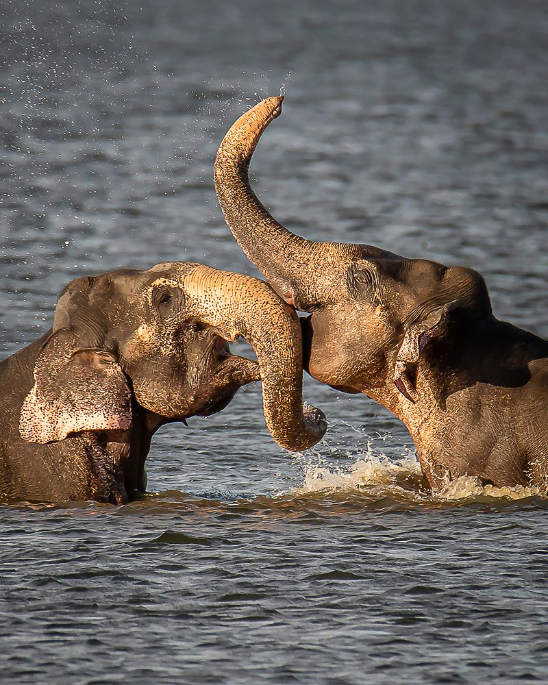 Playing time of a loving elephant couple