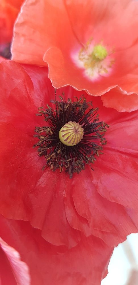 Фотография автора Ольга Мусина