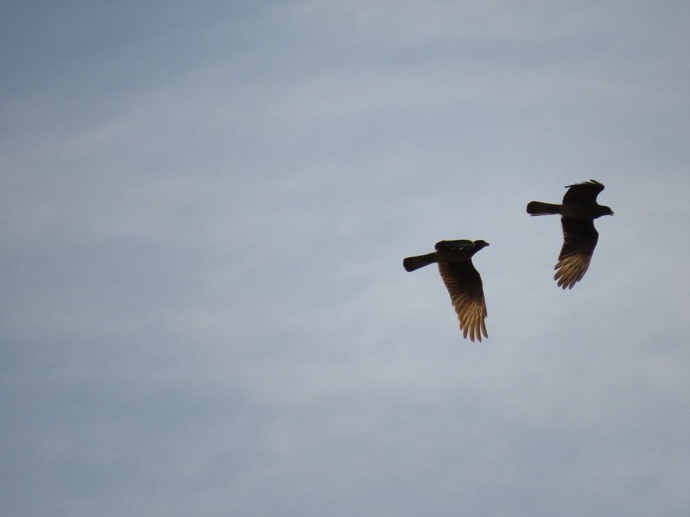 Aguilucho