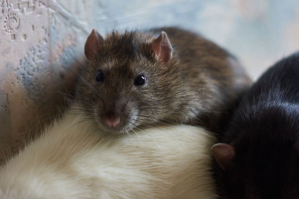 Photograph by Лариса