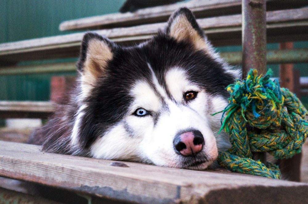 Неожиданное знакомство.