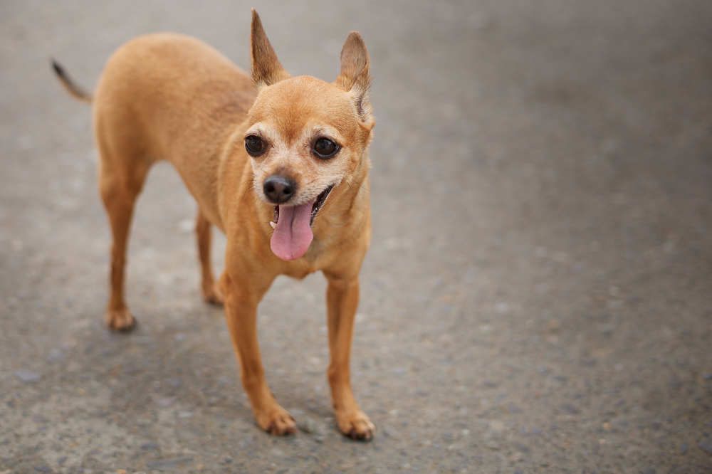 Фотография автора Дмитрий Смирнов