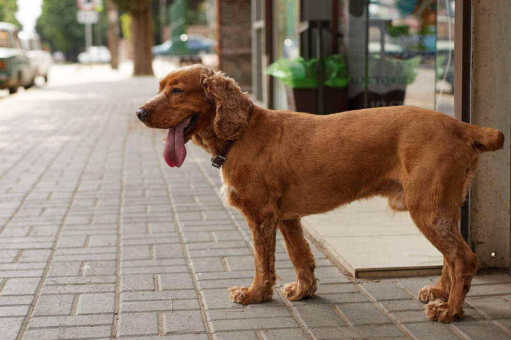 Фотография автора Дмитрий Смирнов