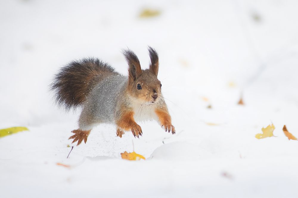 Photograph by Виктория Мамаева