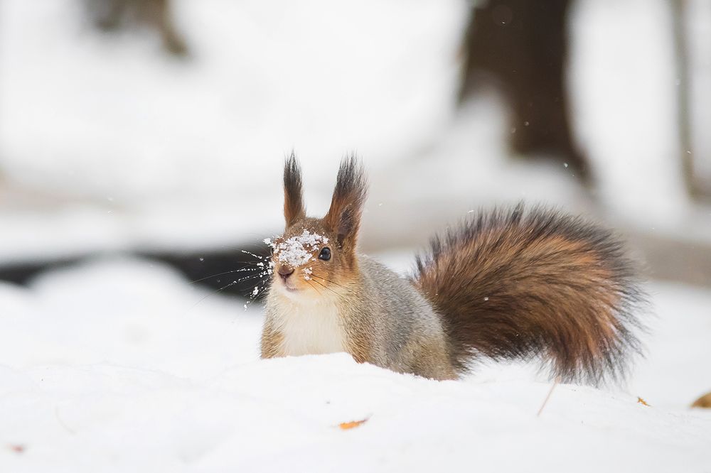 Photograph by Виктория Мамаева
