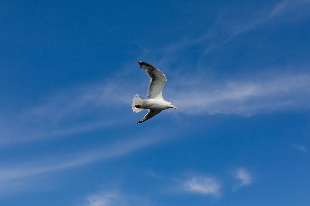 Photograph by Cилуянова Инна
