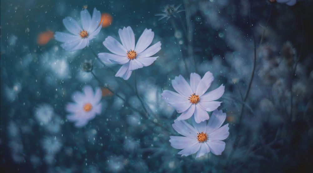 Photograph by Denis Romanov