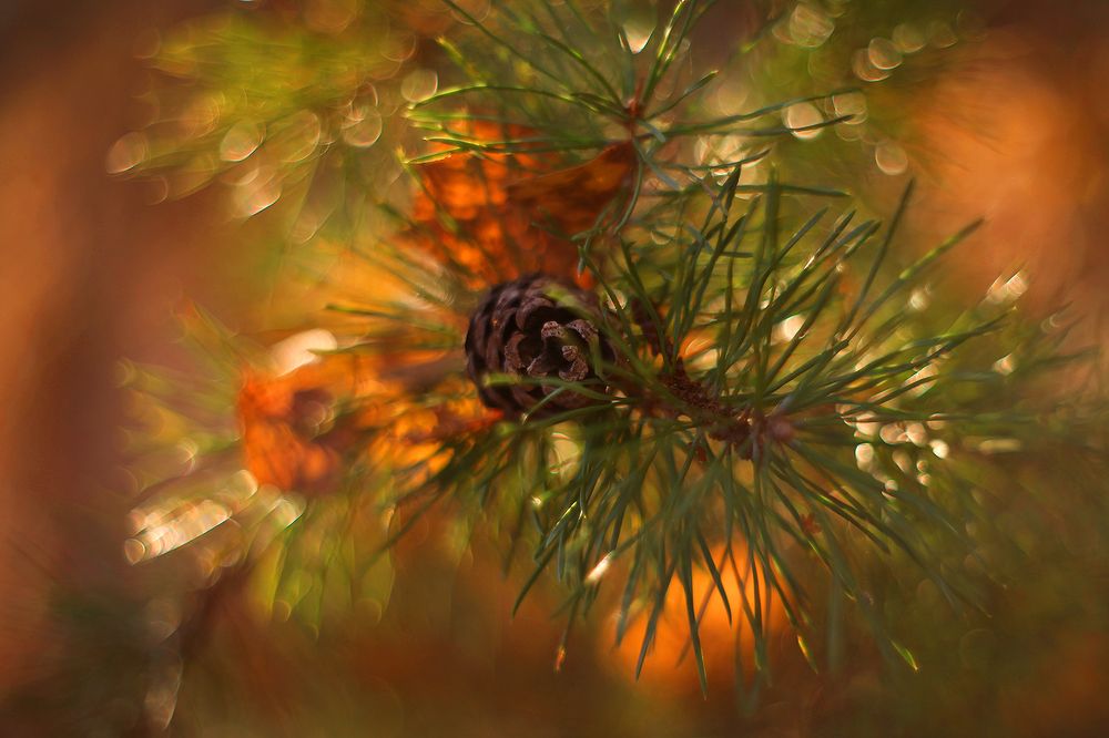 Photograph by Sokolova Tatiana