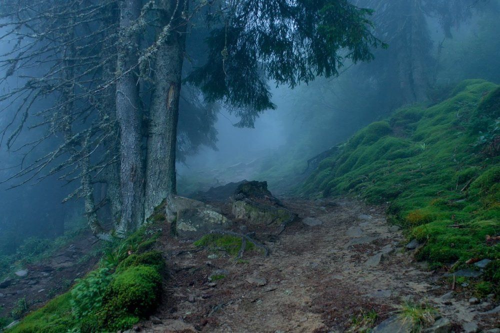 Misty dawn in the forest