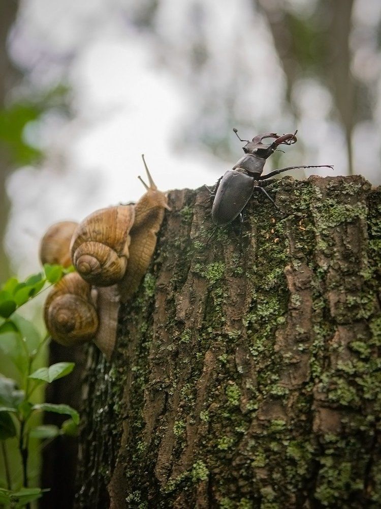 Покорители вершин