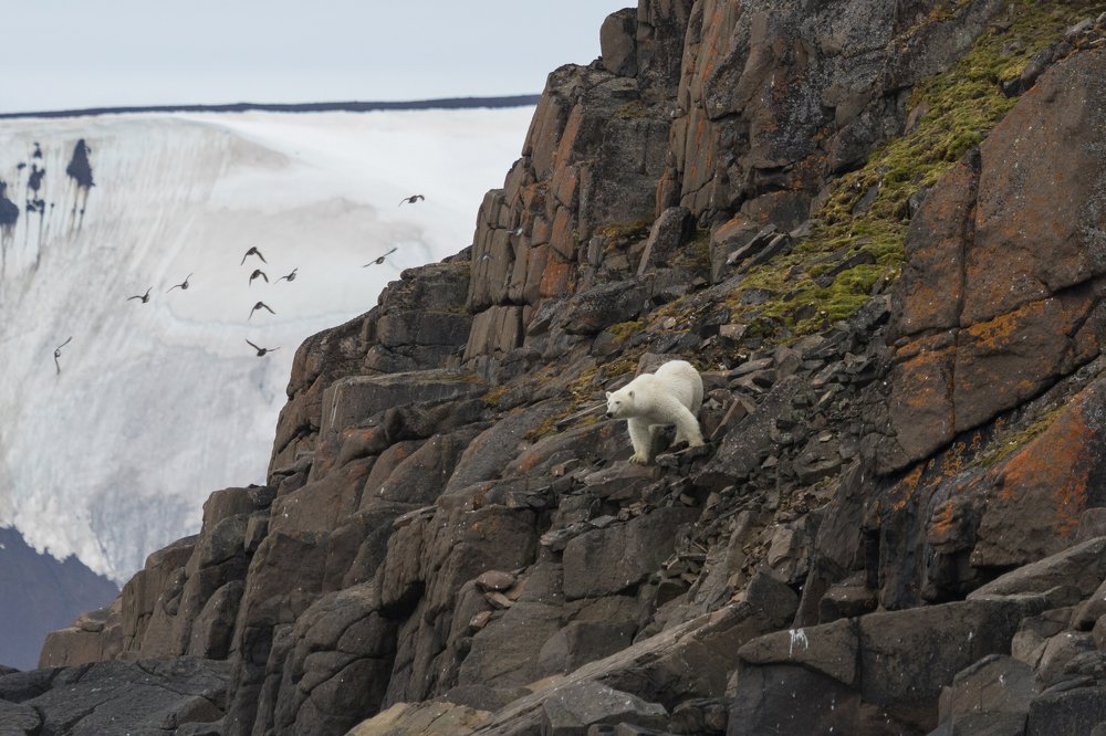 Хозяин Арктики