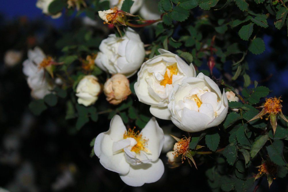 Photograph by Катя