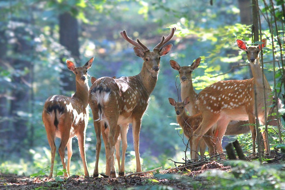 Семейный портрет