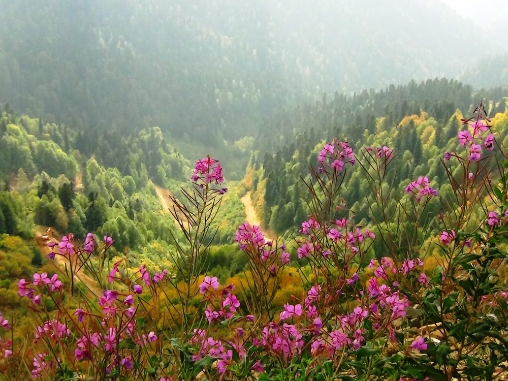 Роза Хутор Красная Поляна