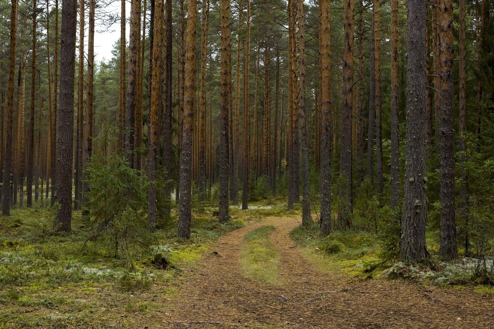 Дорога к роднику