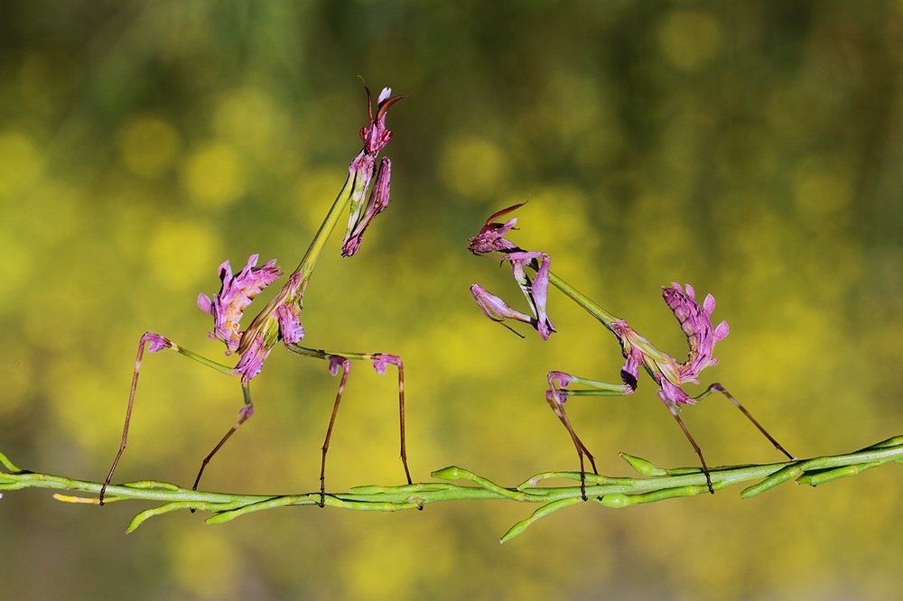 empusa fasciata