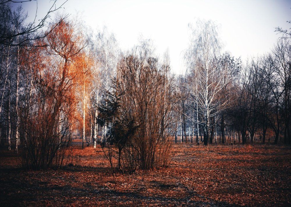 Photograph by Михаил Коновалов