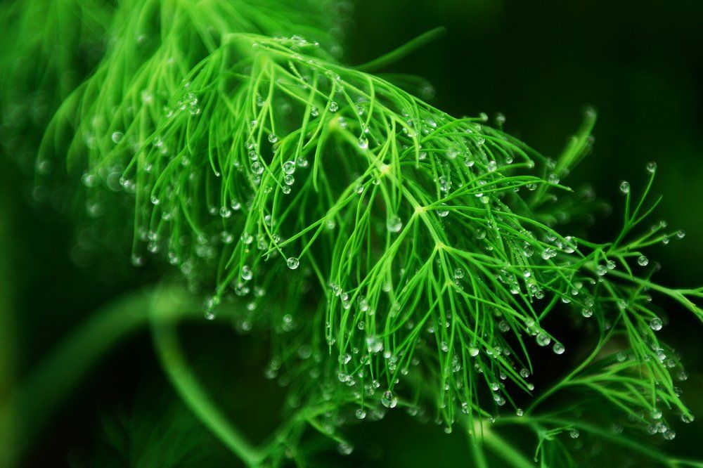 Нарядный укроп