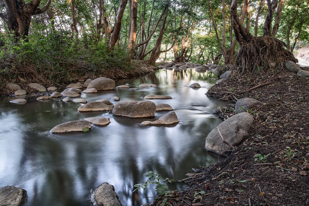 Весенний лес