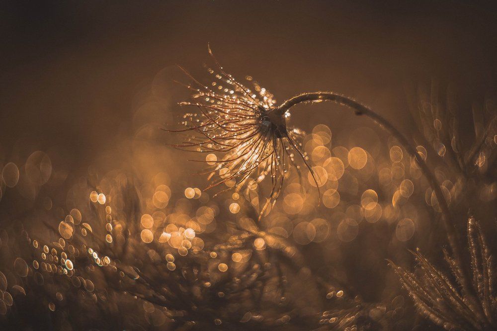 Утро росное.