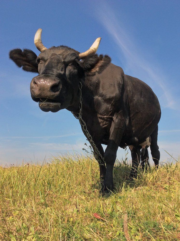 Так вот откуда молоко берётся!