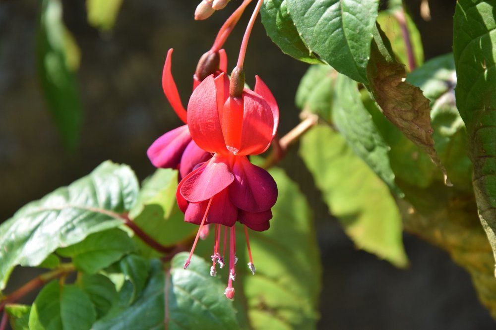 red flower