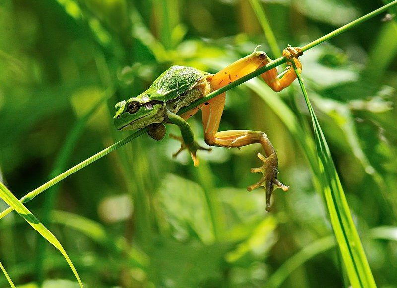 Олег Вялых, Russia