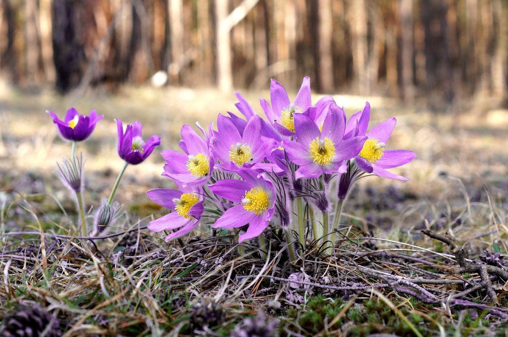 Запретный цветок