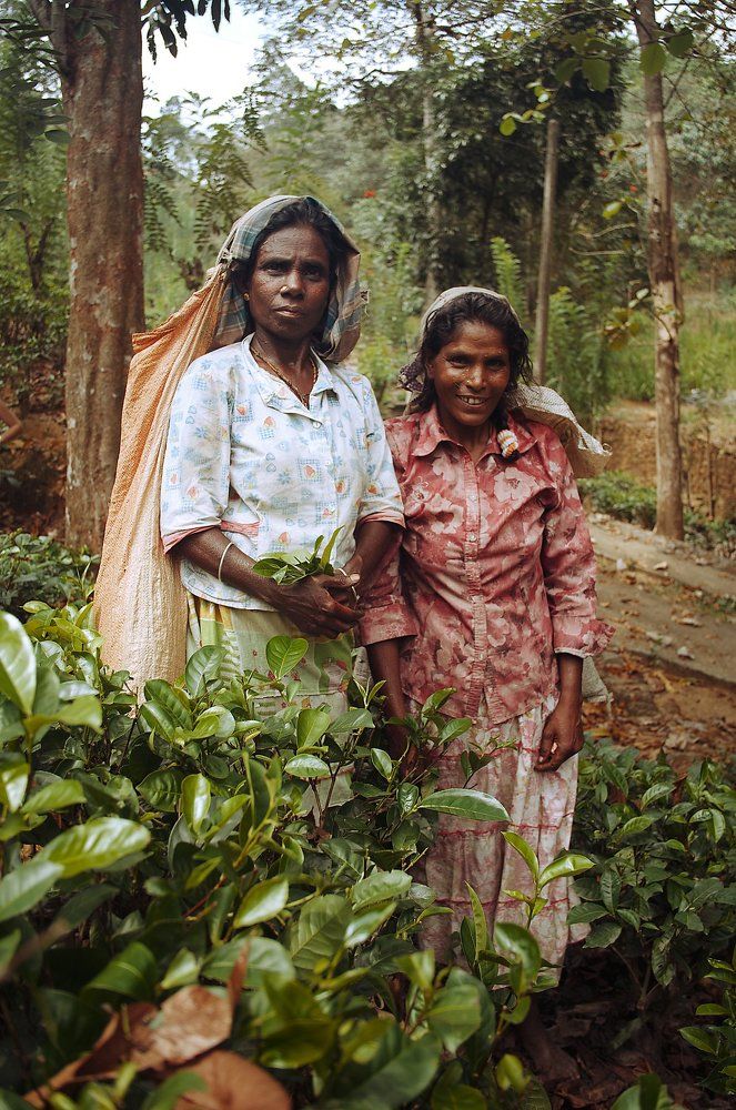 Сборщицы чая