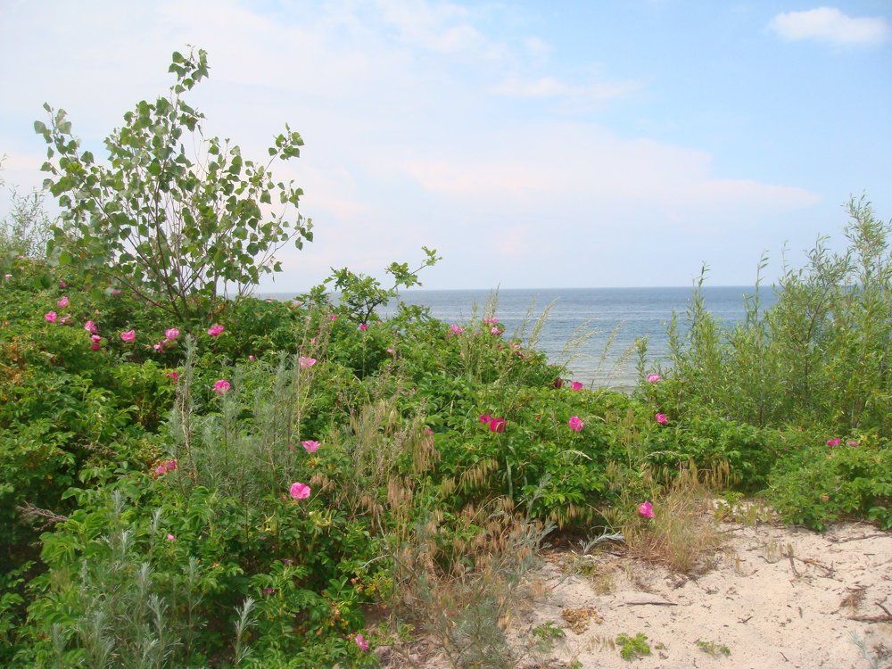 Photograph by Wieslawa Halka