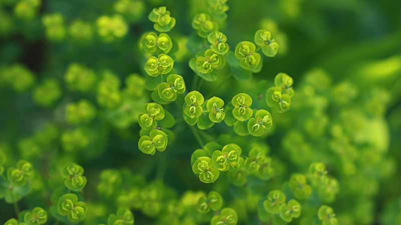 Гордеев Владимир, Russia