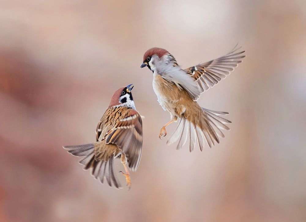 глаза в глаза