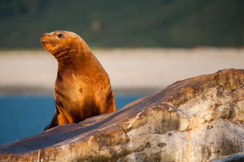 В первых лучх солнца